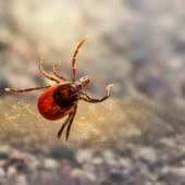 erik_karits-tick-7624874
