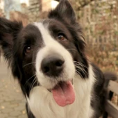 alihasadd25-dog-2997399_1280