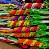 januszj-color-3240869