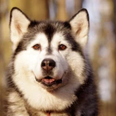 badamczak80-husky-1105338