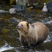 margskogland-grizzly-bear-6510170