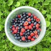 diogenes_3-berries-90861_1280