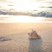 seth0s-beach-4301479